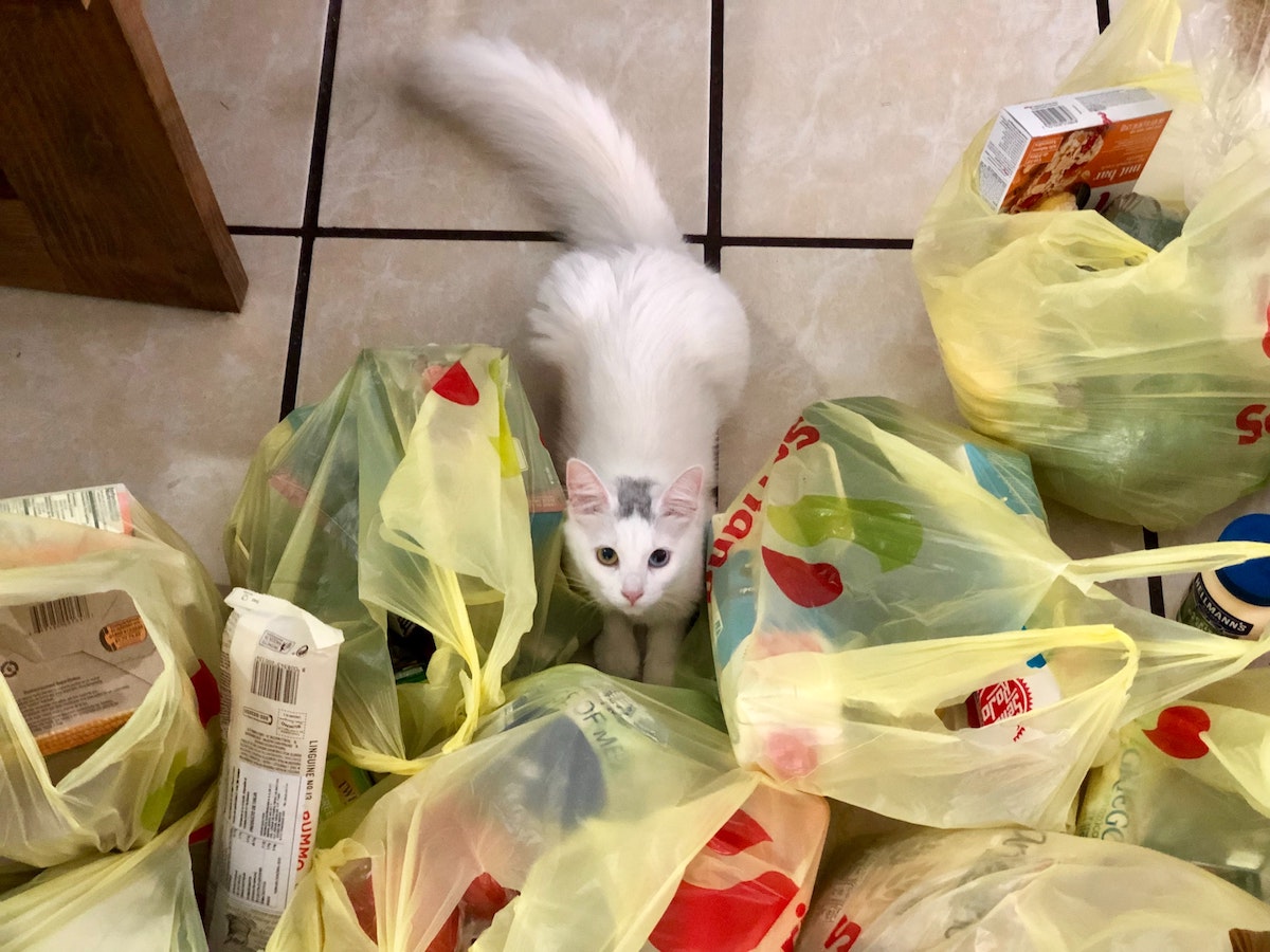 Cat with plastic bags