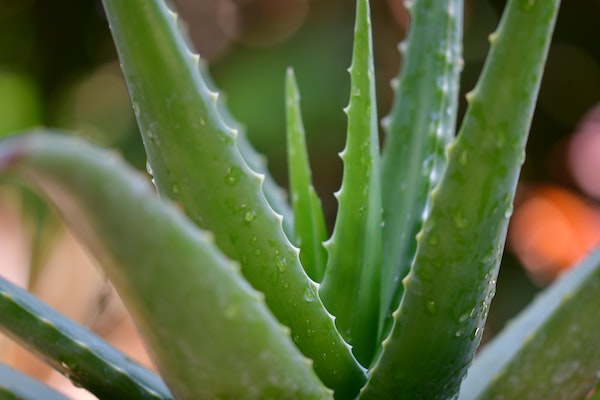 6 indoor house plants that clean the air - aloe vera plant