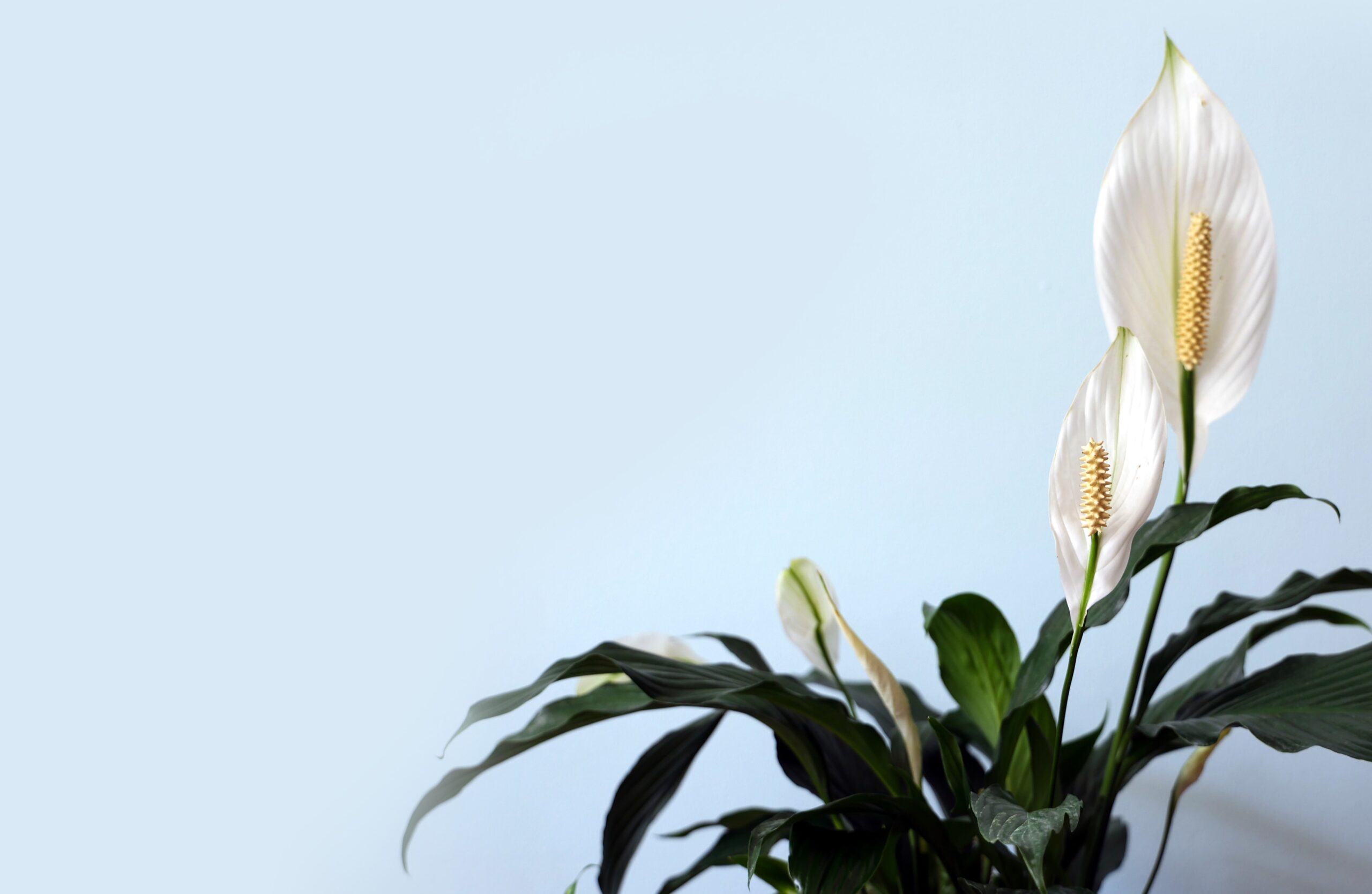 6 indoor house plants that clean the air - peace lily plant