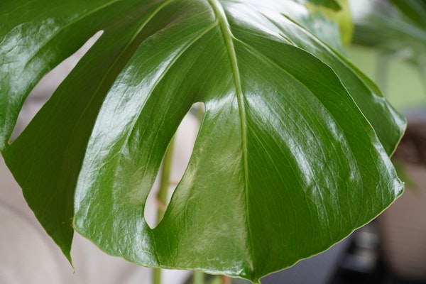 Philodendrons plant