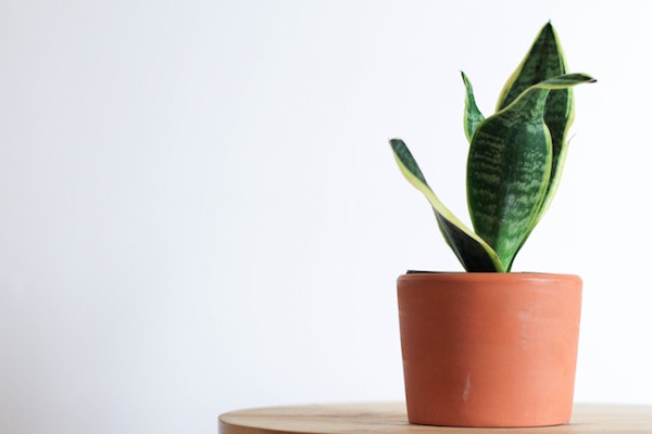 6 indoor house plants that clean the air - snake plant