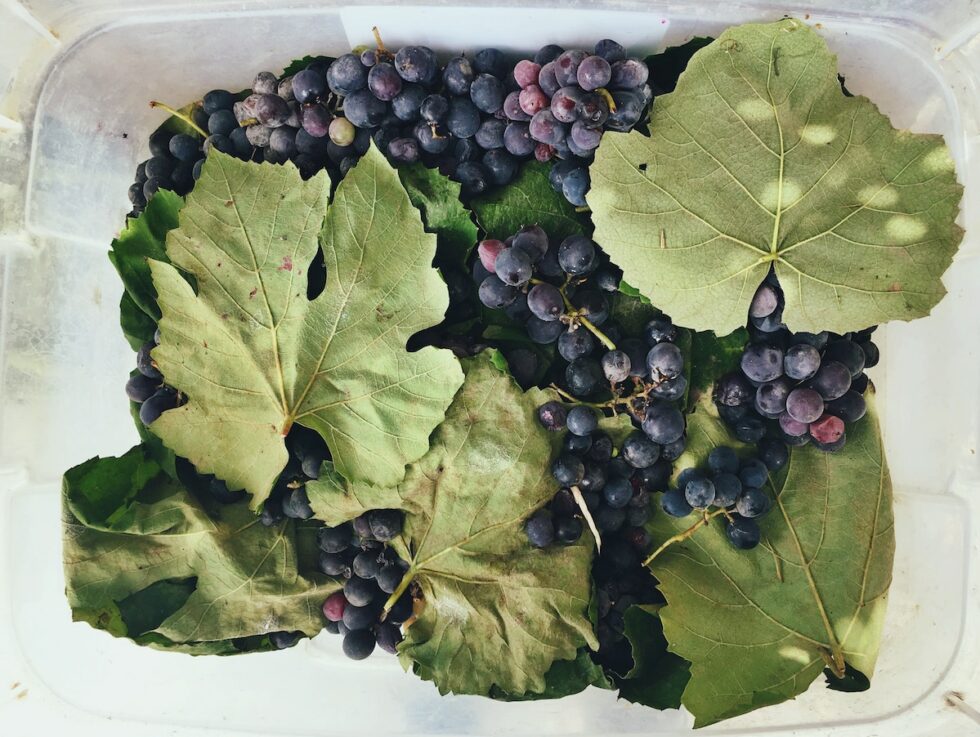 Are Grape Leaves Good for You? Exploring the Health Benefits WholeYum