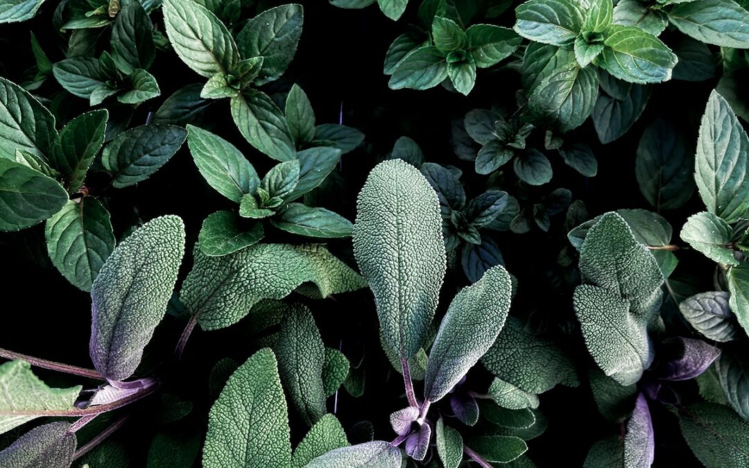 Thyme vs Oregano: Differences, Benefits, and Which to Choose